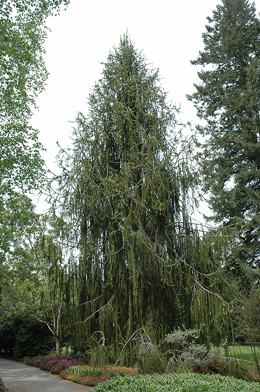 Snake Branch Spruce (Picea abies 'Virgata') in Detroit Ann Arbor ...