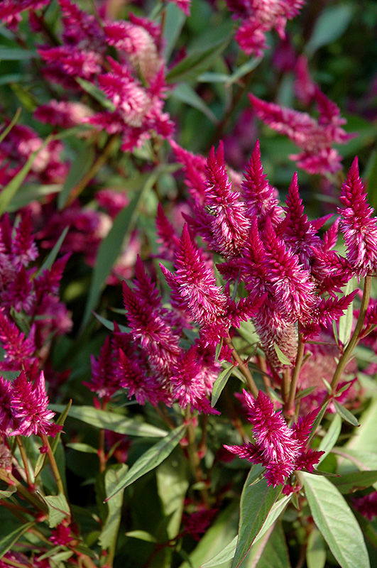 Celway Purple Celosia (Celosia 'Celway Purple') in Detroit Ann Arbor ...