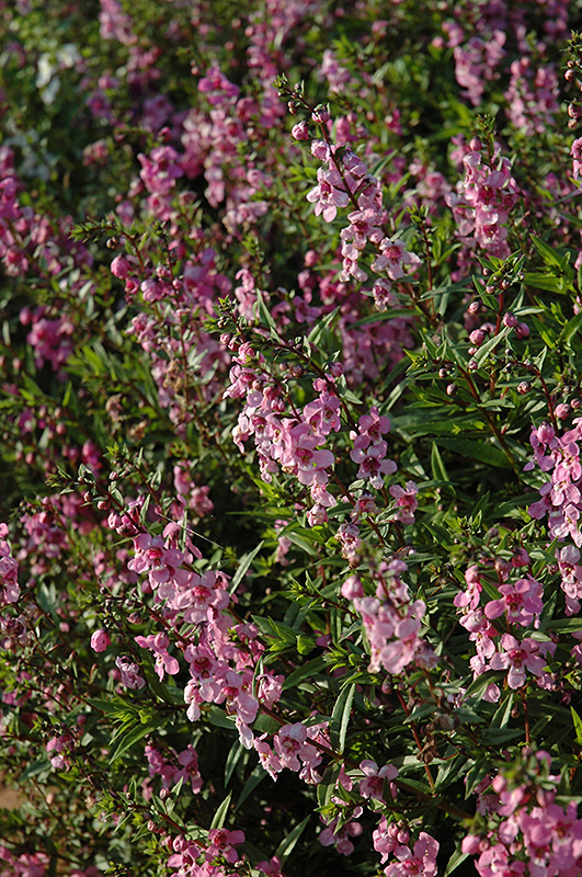 Serenita Lavender Pink Angelonia (Angelonia angustifolia 'Serenita ...