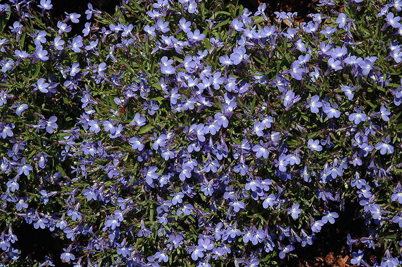 Sunbelia Compact Sky Blue Lobelia (Lobelia erinus 'Sunbelia Compact Sky ...