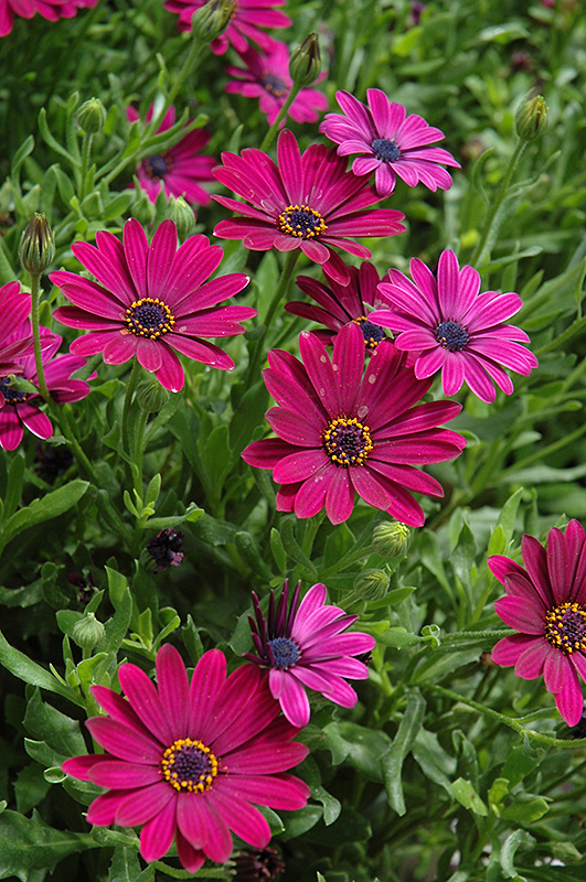 Sunny Mary African Daisy (Osteospermum 'Sunny Mary') in Detroit Ann ...