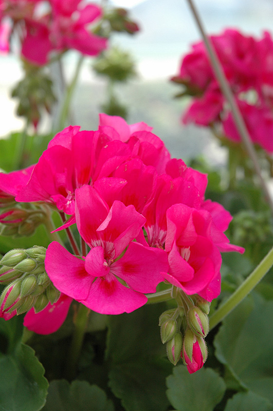 Sunrise Dark Pink Geranium (Pelargonium 'Sunrise Dark Pink') in Detroit ...