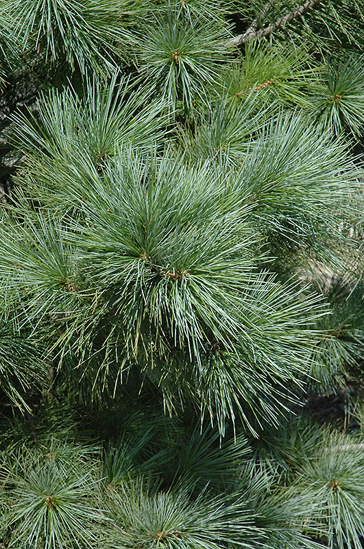 Forest Sky Hybrid Pine (Pinus 'Forest Sky') in Detroit Ann Arbor ...