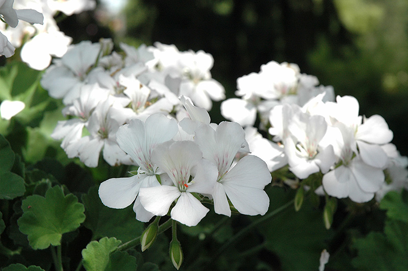 Double Take White Geranium (Pelargonium 'Double Take White') in Detroit ...