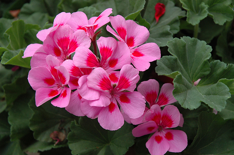 Pop Idols Lilac Eye Geranium (Pelargonium 'Pop Idols Lilac Eye') in ...