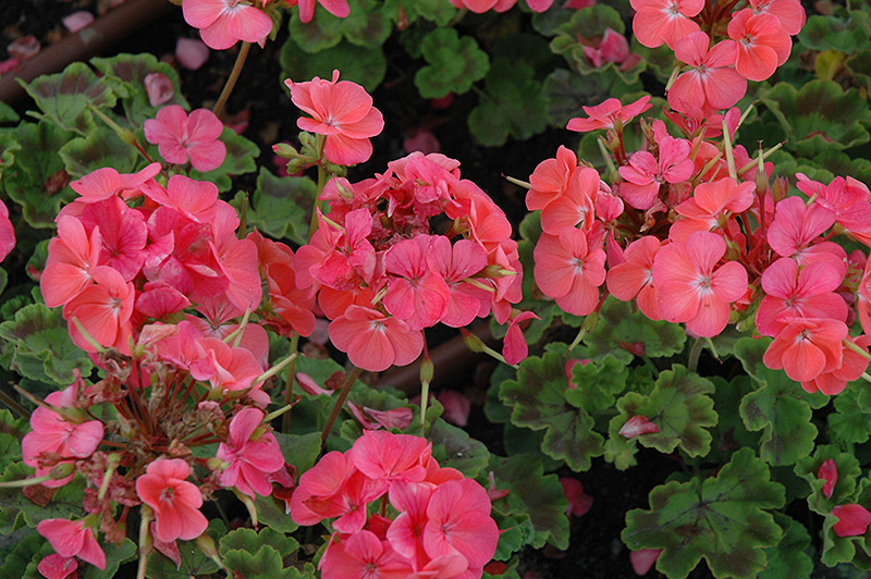 Horizon Salmon Geranium (Pelargonium 'Horizon Salmon') in Detroit Ann ...