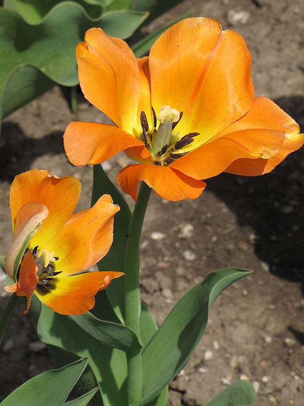 Blushing Apeldoorn Tulip (Tulipa 'Blushing Apeldoorn') in Detroit Ann ...