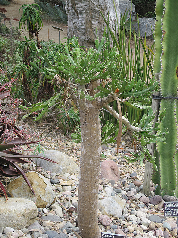 Tree Euphorbia (Euphorbia ramipressa) in Detroit Ann Arbor Dearborn ...