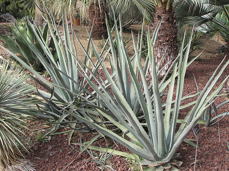 Difformis Agave (Agave difformis) in Detroit Ann Arbor Dearborn Royal ...