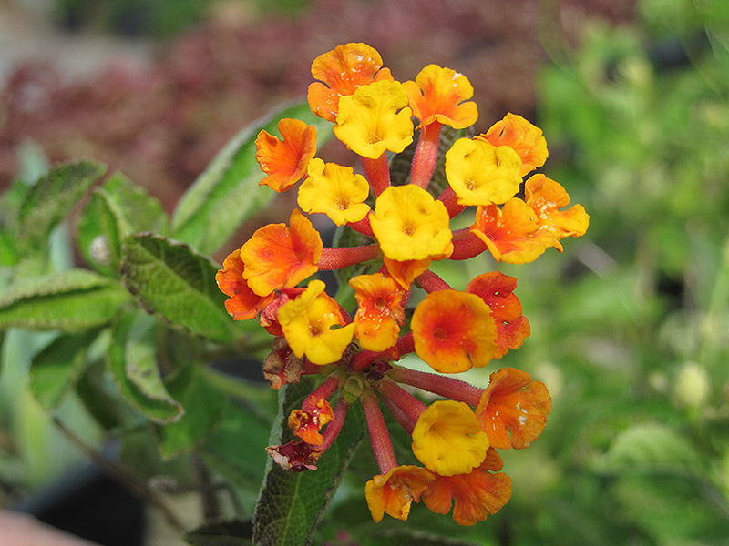 Radiation Bush Lantana (Lantana camara 'Radiation') in Detroit Ann ...