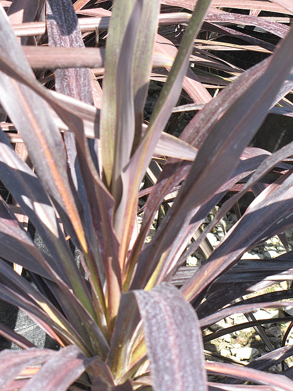 Renegade Cordyline (Cordyline 'Tana') in Detroit Ann Arbor Dearborn ...