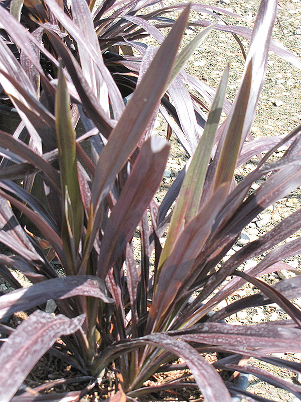 Renegade Cordyline (Cordyline 'Tana') in Detroit Ann Arbor Dearborn ...