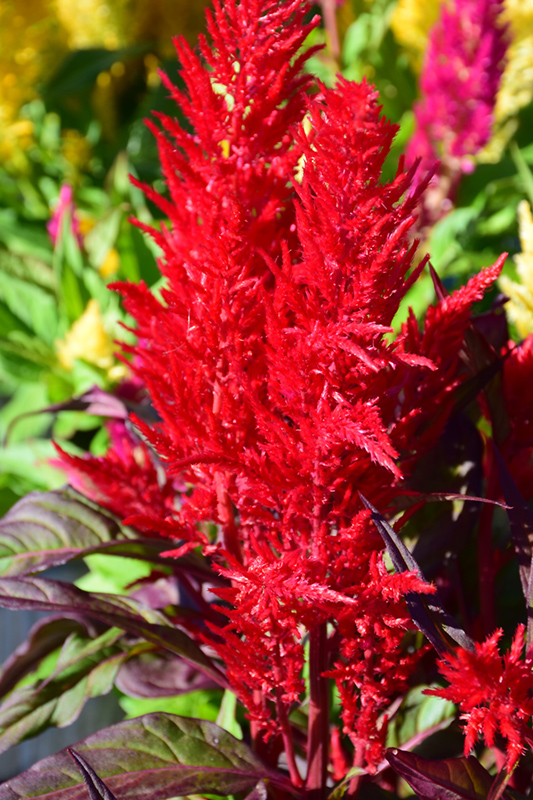 Century Red Celosia (Celosia 'Century Red') in Detroit Ann Arbor ...