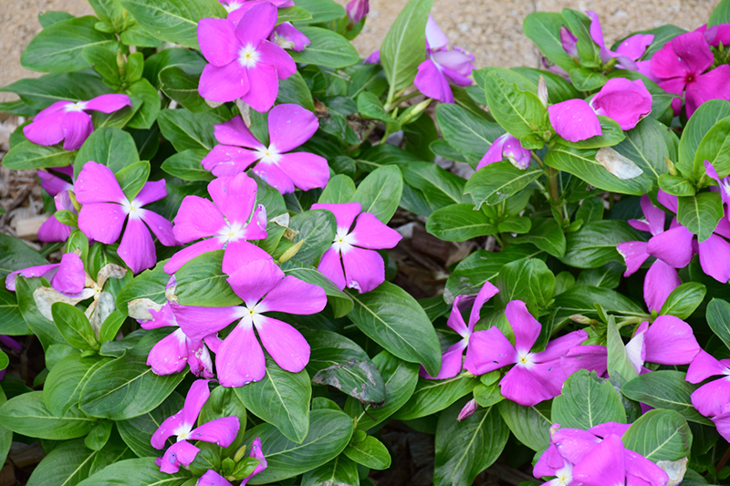 Mega Bloom Deep Lavender Vinca (Catharanthus roseus 'Mega Bloom Deep ...