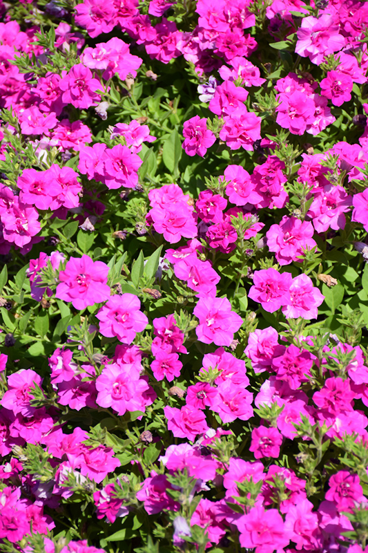 Blanket® Double Rose Petunia (Petunia 'Blanket Double Rose') in Detroit ...