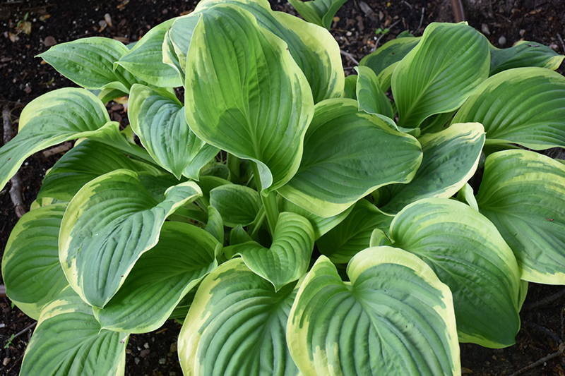 Royal Wedding Hosta (Hosta 'Royal Wedding') in Detroit Ann Arbor ...