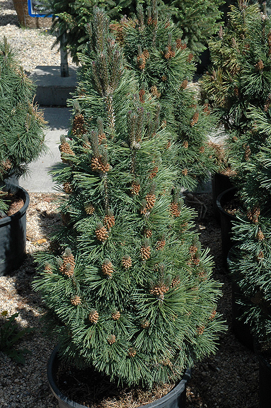 Columnar Mugo Pine (Pinus mugo 'Columnaris') in Detroit Ann Arbor