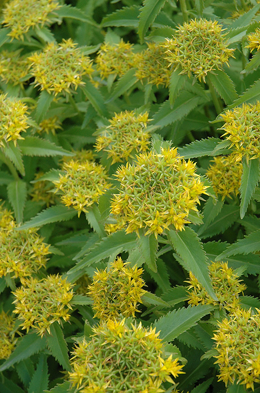 Aizoon Stonecrop (Sedum aizoon) in Detroit Ann Arbor Dearborn Royal Oak ...