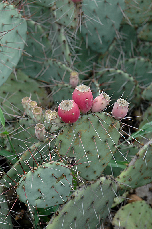 Twistspine Prickly Pear Cactus (Opuntia macrorhyza) in Detroit Ann ...