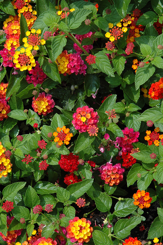 Evita Rose Lantana (Lantana 'Evita Rose') in Detroit Ann Arbor Dearborn ...