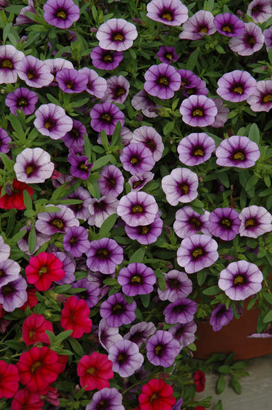 MiniFamous® Neo Violet Eye Calibrachoa (Calibrachoa 'MiniFamous Neo ...