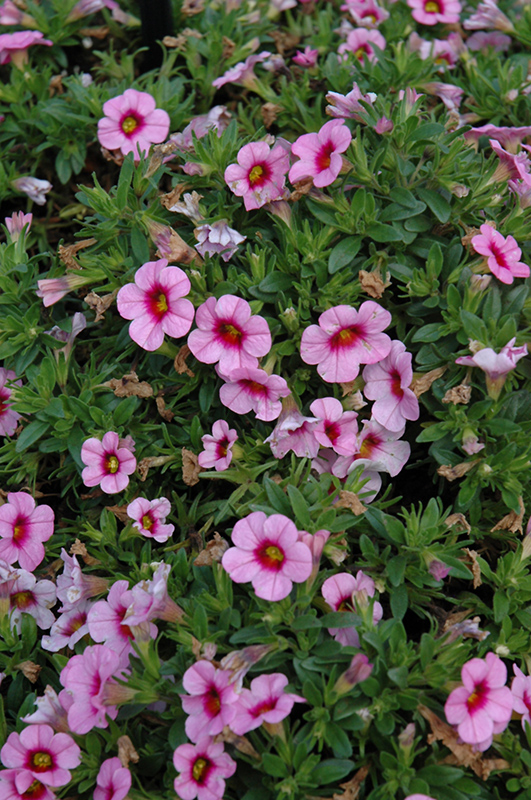 Conga™ Pink Kiss Calibrachoa (Calibrachoa 'Conga Pink Kiss') in Detroit ...