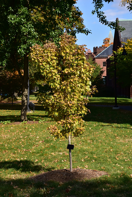 Transplant Fern Overlevelse Jordan Full Moon Maple (Acer shirasawanum 'Jordan') in Detroit Ann Arbor  Dearborn Royal Oak Bloomfield Michigan MI at English Gardens