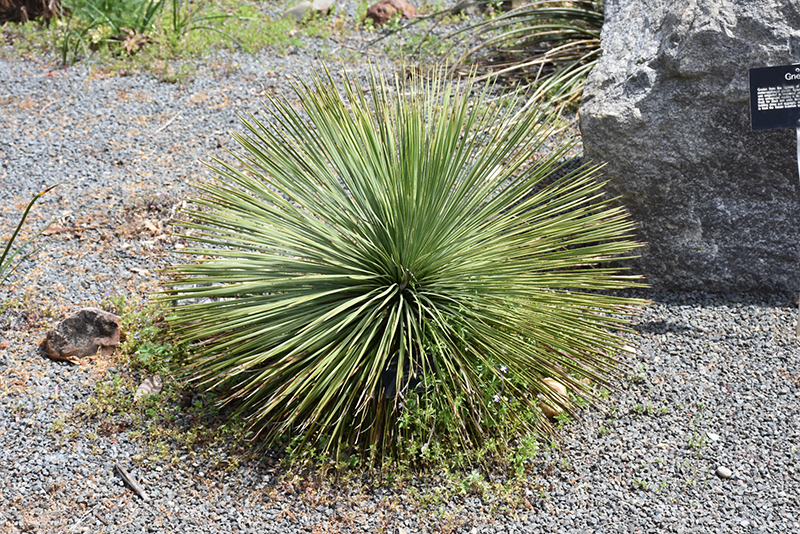 Linear Leaf Yucca (Yucca linearifolia) in Detroit Ann Arbor Dearborn ...