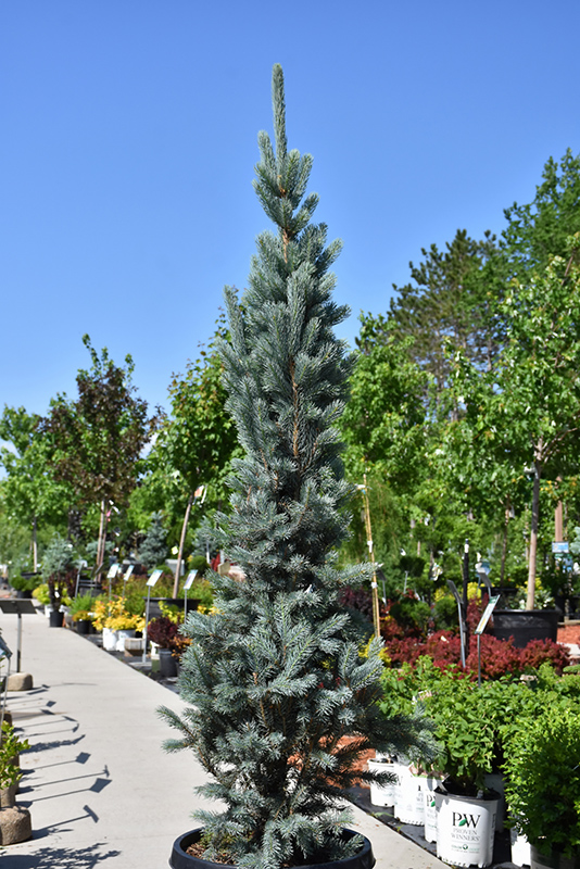 Blue Spruce (Picea pungens 'Blue Totem') in Detroit Ann Arbor Dearborn Oak Bloomfield Michigan MI at English Gardens
