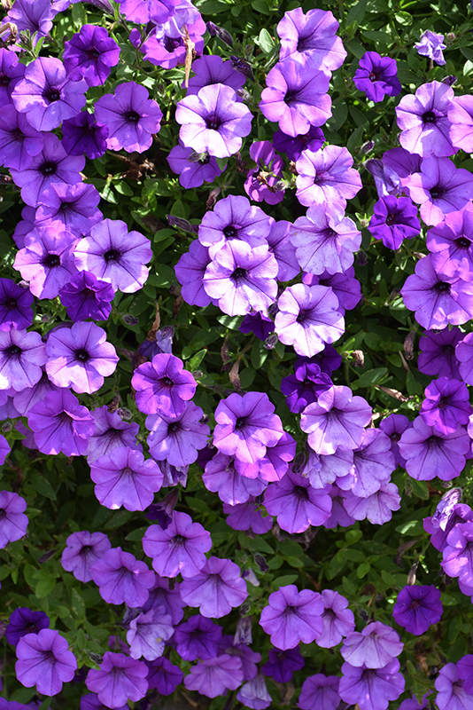 Supertunia Mini Vista Indigo Petunia (Petunia 'BBTUN93201') in Detroit ...