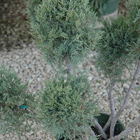 Plant Photo 9