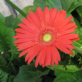 Jaguar Deep Orange Gerbera Daisy Gerbera Jaguar Deep Orange In Detroit Ann Arbor Dearborn Royal Oak Bloomfield Michigan Mi At English Gardens