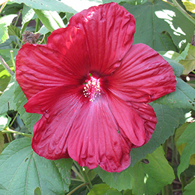 Disco Belle Red Hibiscus Hibiscus Moscheutos Disco Belle Red In Detroit Ann Arbor Dearborn Royal Oak Bloomfield Michigan Mi At English Gardens