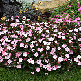 SunPatiens® Compact Blush Pink New Guinea Impatiens - Buchanan's Native  Plants