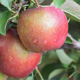 Red Delicious Apple: The Fruit of Knowledge - Arbor Day Blog