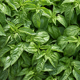 Amazel Basil Ocimum Amazel in Detroit Ann Arbor Dearborn Royal