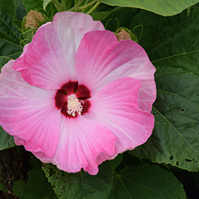 Luna Pink Swirl Hibiscus Hibiscus Moscheutos Luna Pink Swirl In Detroit Ann Arbor Dearborn Royal Oak Bloomfield Michigan Mi At English Gardens