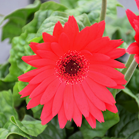 Jaguar Rose Dark Center Gerbera Daisy Gerbera Jaguar Rose Dark Center In Detroit Ann Arbor Dearborn Royal Oak Bloomfield Michigan Mi At English Gardens