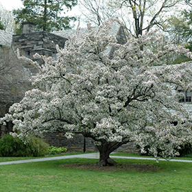Flowering Tree Photo