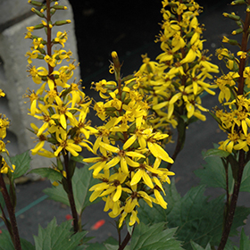 Little Rocket Rayflower Ligularia Little Rocket In Detroit Ann Arbor Dearborn Royal Oak Bloomfield Michigan Mi At English Gardens