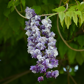 Wisteria floribunda 'Royal Purple