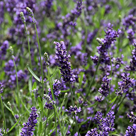 Lavandula angustifolia 'Royal Purple' (Lavender)