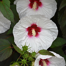 Mocha Moon Hibiscus Hibiscus Mocha Moon In Detroit Ann Arbor Dearborn Royal Oak Bloomfield Michigan Mi At English Gardens