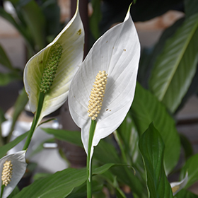 Spathiphyllum deals