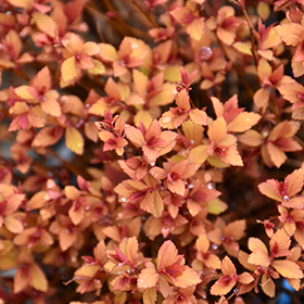Poprocks Rainbow Fizz Spirea (Spiraea japonica 'Matgold') in