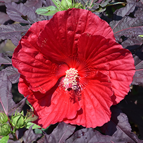 Midnight Marvel Hibiscus Hibiscus Midnight Marvel In Detroit Ann Arbor Dearborn Royal Oak Bloomfield Michigan Mi At English Gardens