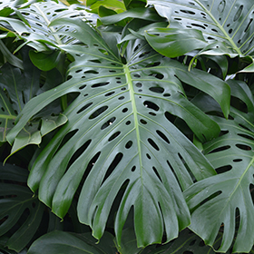 Monstera Deliciosa Plant Monstera Deliciosa In Detroit Ann Arbor Dearborn Royal Oak Bloomfield Michigan Mi At English Gardens