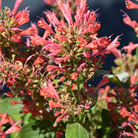 Kudos Red Hyssop (Agastache 'Kudos Red') in Detroit Ann