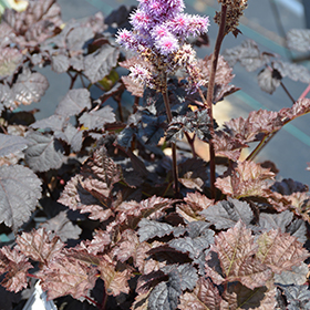 Dark Side of the Moon' - Astilbe hybrid