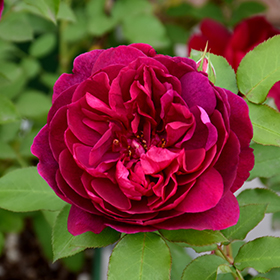 Rose (Rosa 'Pink Cameo') in the Roses Database 